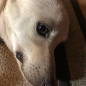 Meet your Posher, Lance